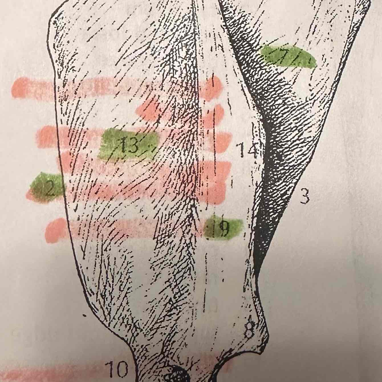 <p>what bone is this </p>