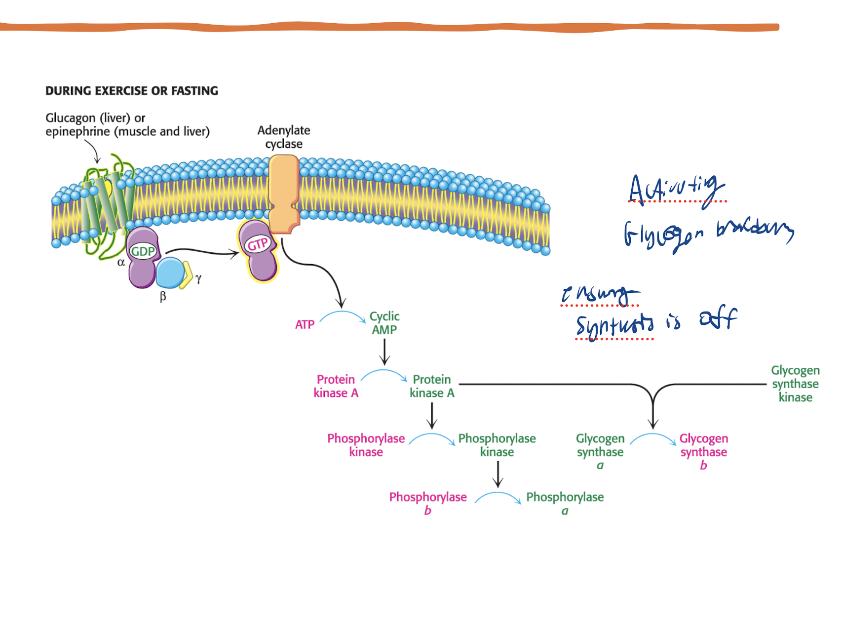 <p>PKA activated via Glucagon/Epi → Glycogen Synthase (active when dephosphorylated) AND Glycogen Phosphorylase (active when phosphorylated) → Glycogen Syntahse switches ot it’s b form (inactive form) and Glycogen Phosphorylase switches to it’s a form (active form)</p>