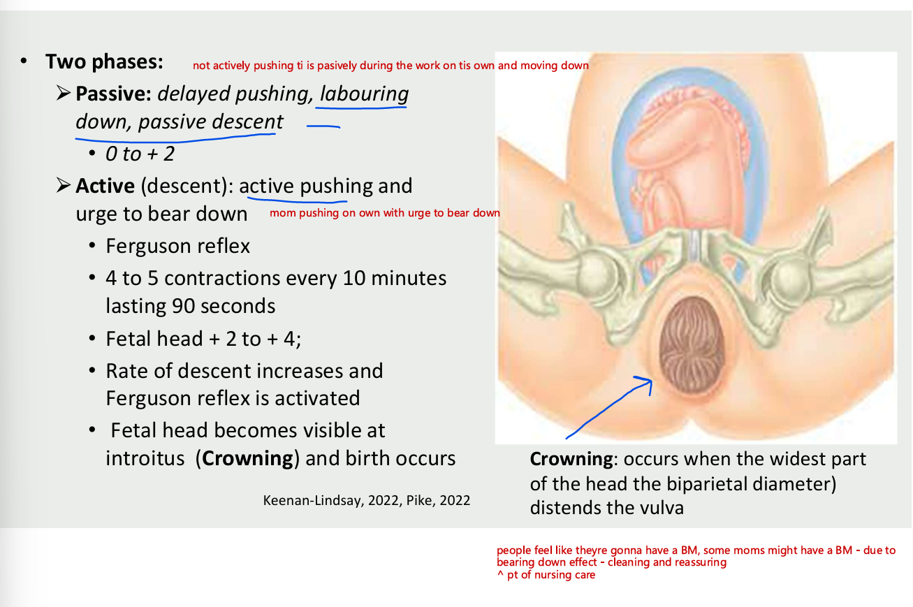 <ul><li><p>passive</p><ul><li><p>delyayed pushing, labouring down, pasive descent</p></li><li><p>0 to +2</p></li></ul></li><li><p>active (descent) - active pushing and urge to bear down&nbsp;</p><ul><li><p>ferguson reflex</p></li><li><p>4-5 contractions every 10 mins lasting 90 seconds</p></li><li><p>rate of descent increases adn ferguson reflex is activated</p></li><li><p>fetal head becomes visible at introitus(crowning) and birth occurs</p></li></ul></li></ul><p></p>