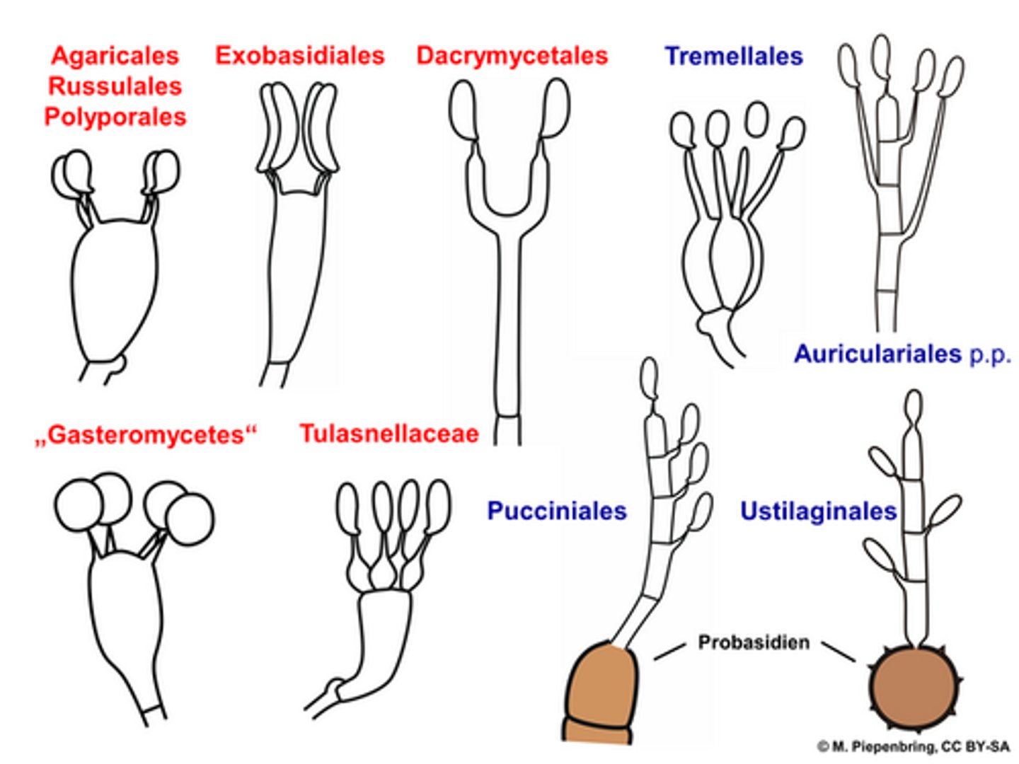 <p>holobasidium to</p>