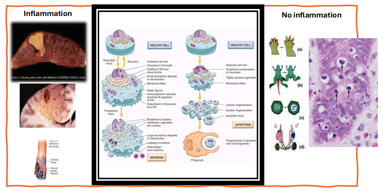 <p>Cell with Inflammation vs without inflammation</p>