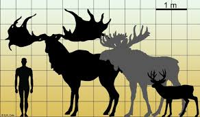 <p>irish elk</p>