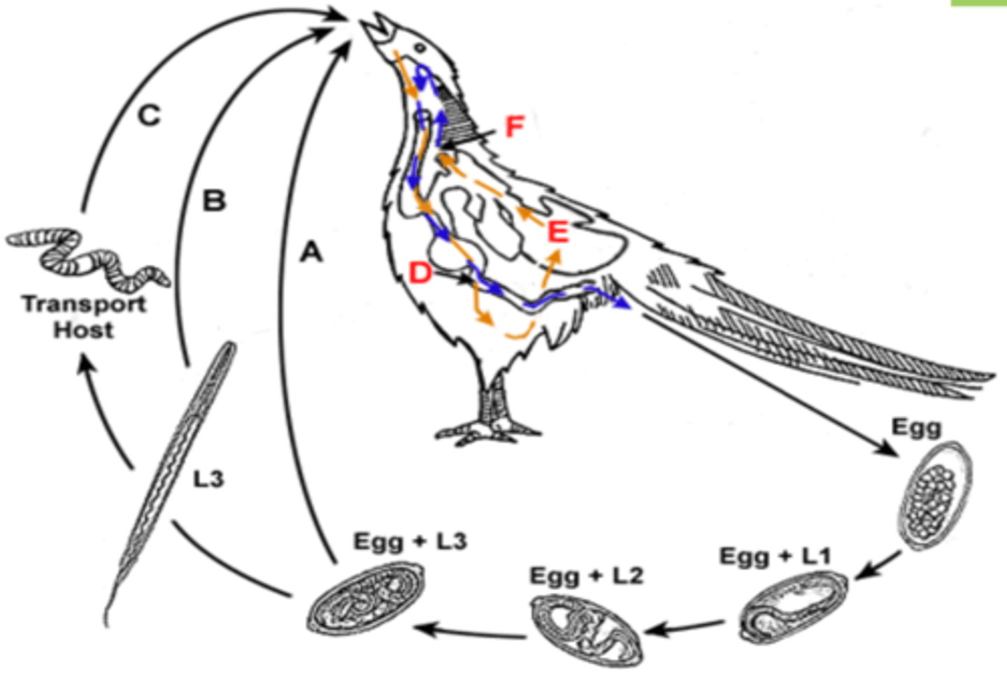 <p>this represents the life cycle of what parasite?</p>