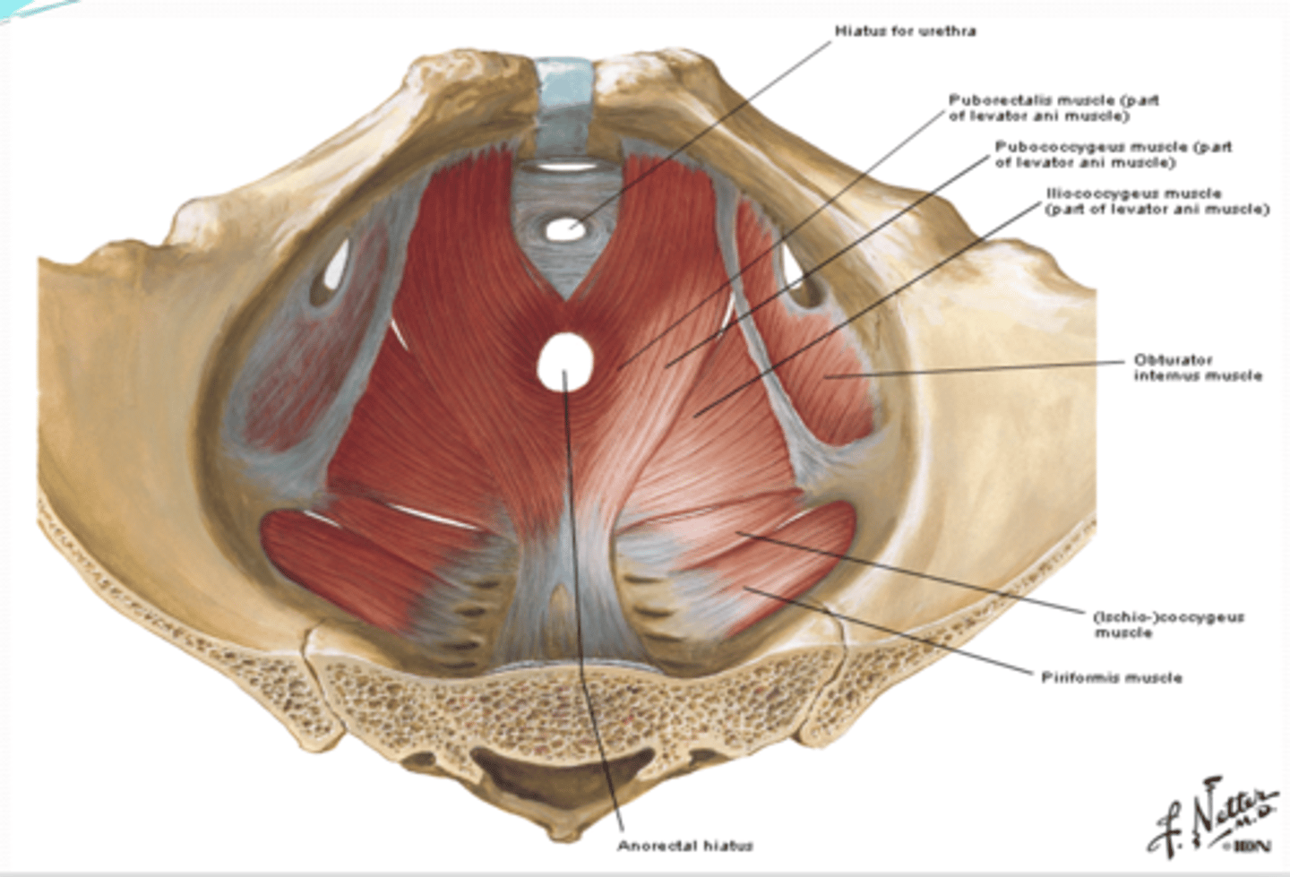 <p>What are the two perforations of the floor of the pelvis (pelvic diaphragm)? </p>