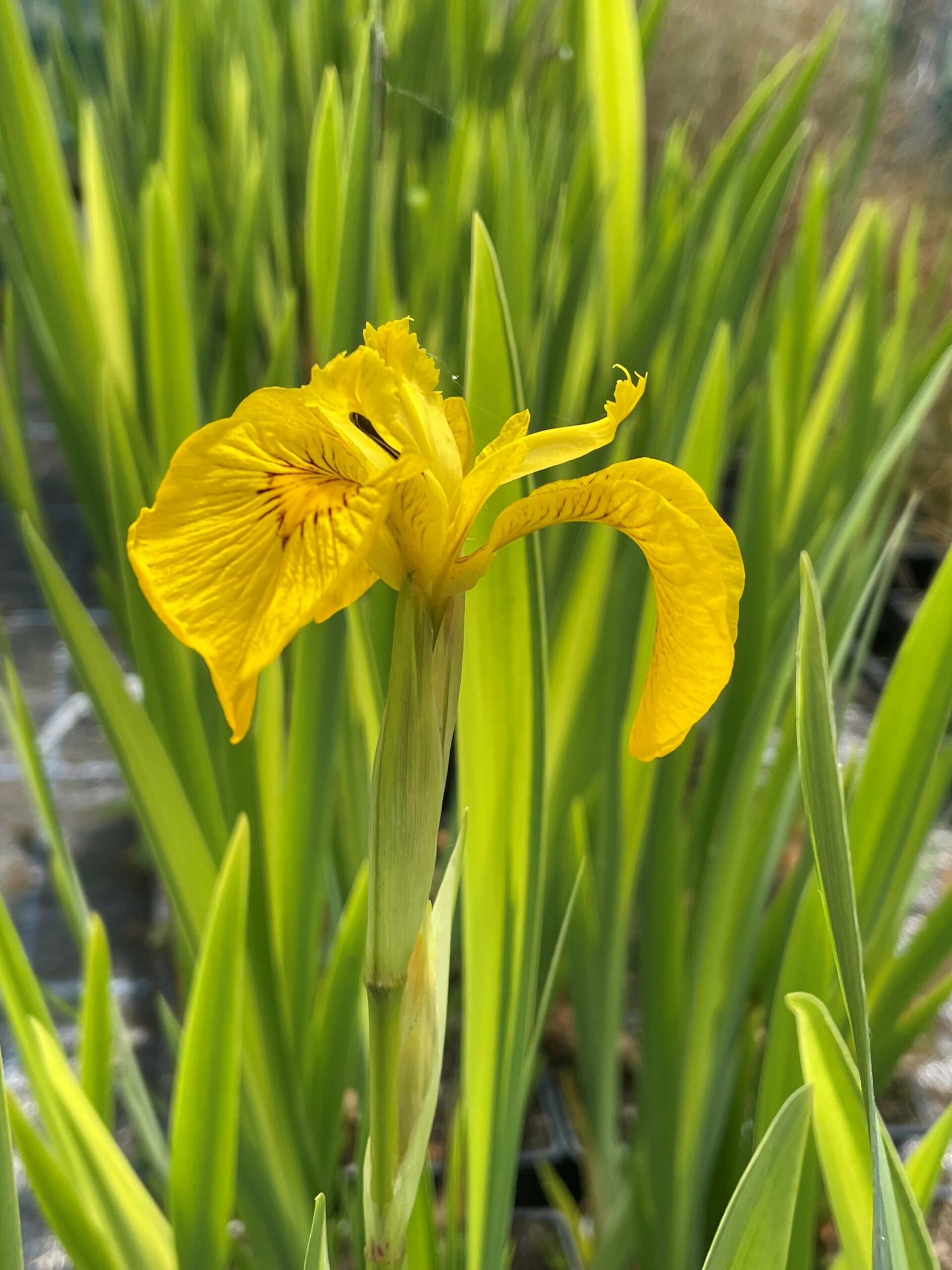 <p>Yellow iris - <em>Iris pseudacorus</em></p>