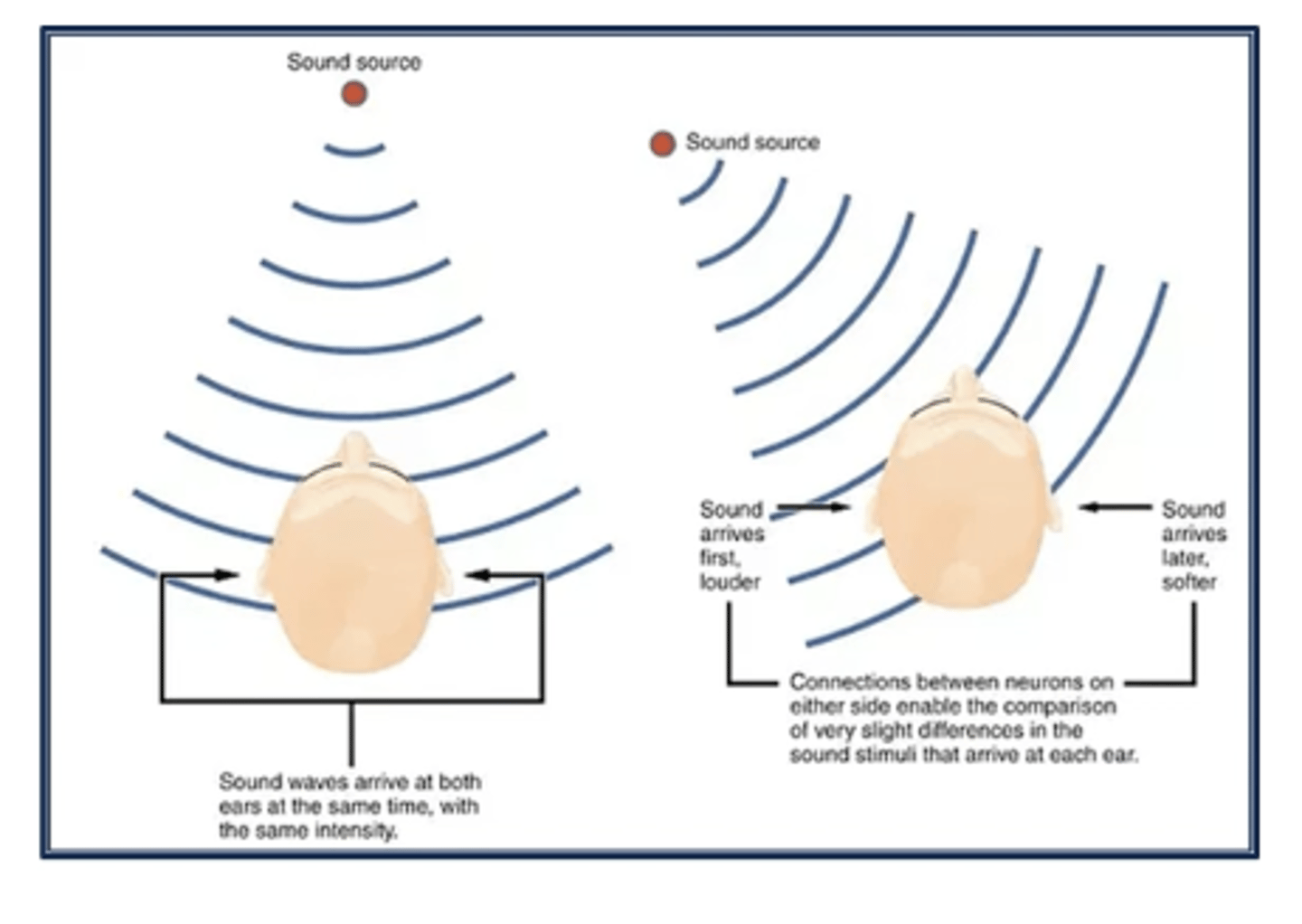 <p>depending on where a sound is coming from, sound waves may hit one ear before the other</p>