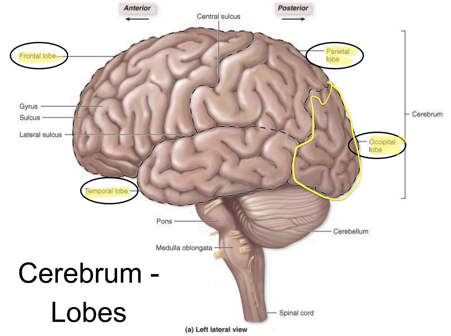 <p>Occipital lobe - functions</p>
