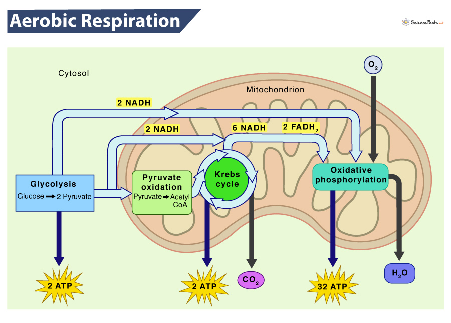 <ul><li><p>Glycolysis</p></li><li><p>Krebs Cycle</p></li><li><p>Electron Transport Chain</p></li></ul>