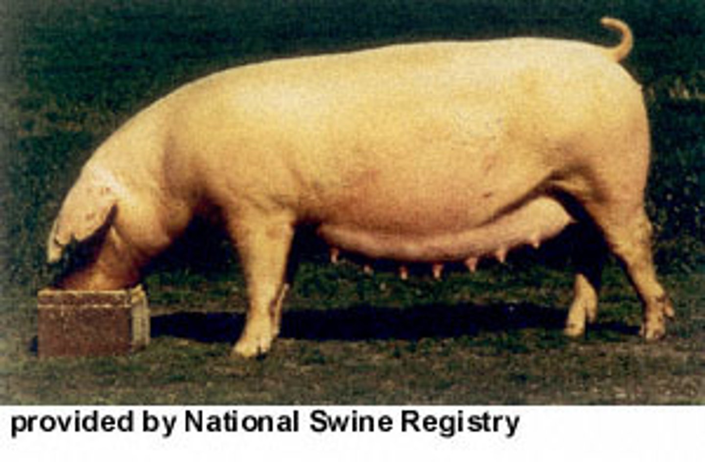 <p>- Maternal breed</p><p>- Down ears</p><p>- Solid white in color, long in the body, less pronounced arch in the back compared to most other breeds</p>