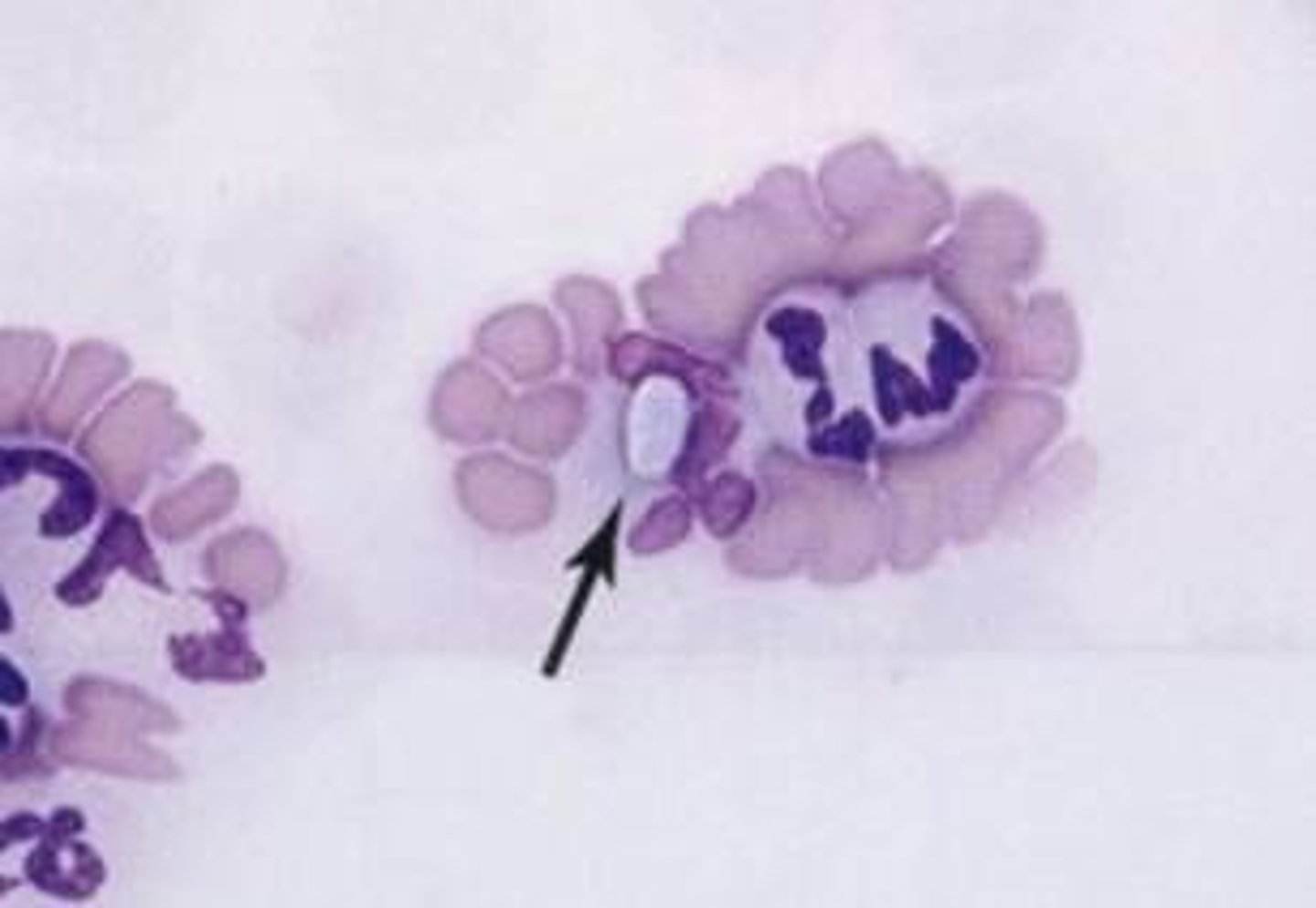 <p>Identify this protozoan in the WBC of a dog</p>