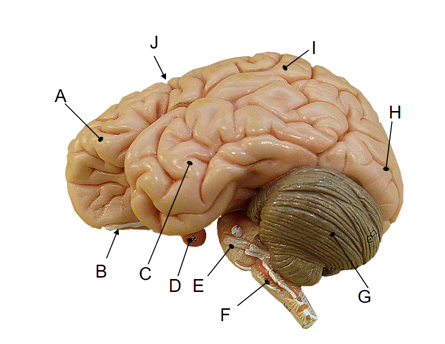 <p>H</p>