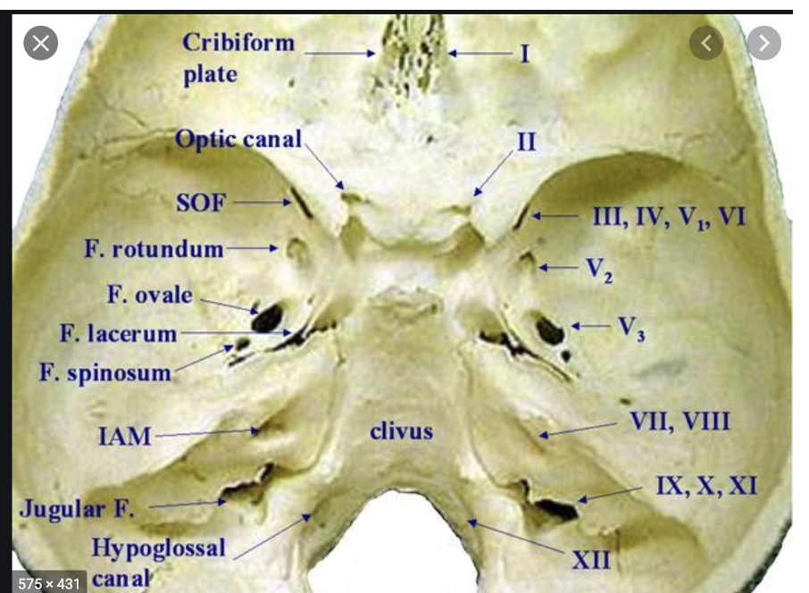 <p>Optic canal</p>