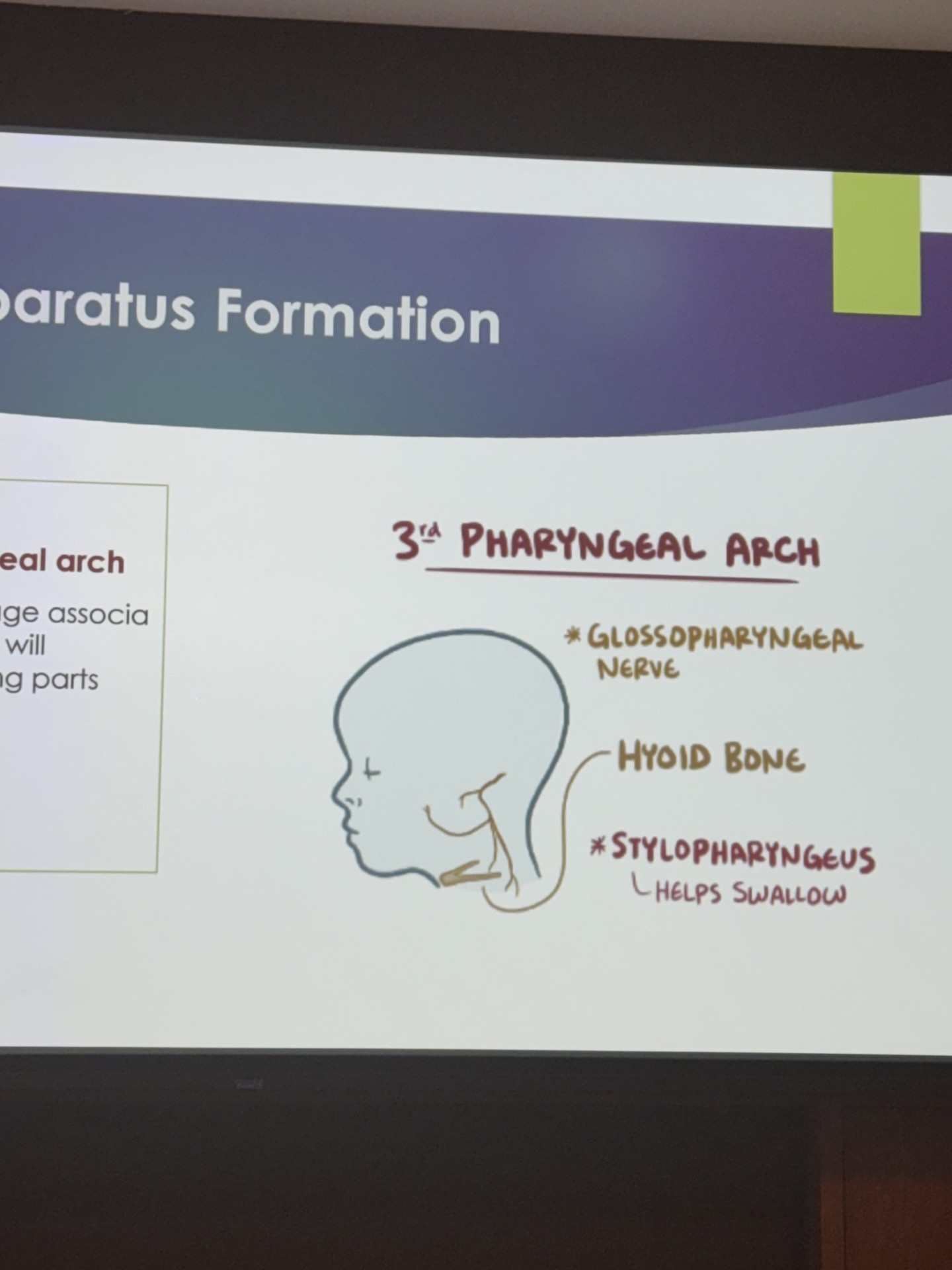 <ul><li><p>creates the rest of the hyoid bone</p></li><li><p>contains unnamed cartilage </p></li><li><p>innervated by the glossopharyngeal cranial nerve</p></li></ul><p></p>