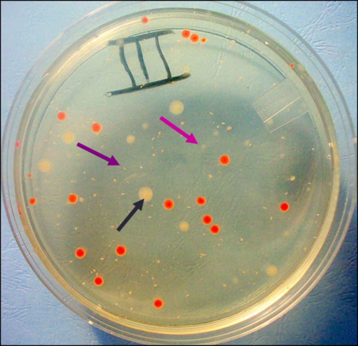 <p>Looking from the top, the black arrow points to a(n)</p>