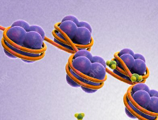 <p>small positively charged protein that is complexed with DNA in the chromosomes of eukaryotes&nbsp;</p><ul><li><p>help with the folding of DNA&nbsp;</p></li></ul><p></p>