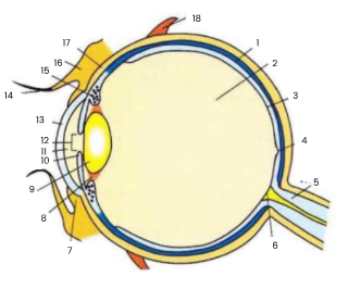 <p>13</p>