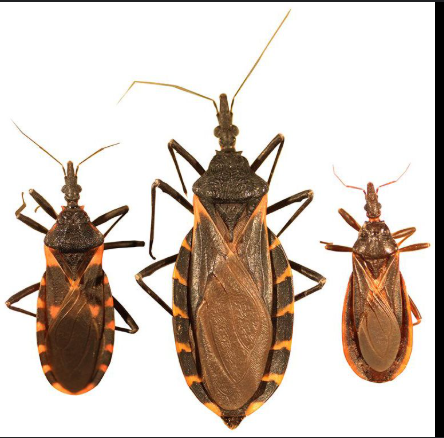 <p>Reduviid (kissing) bug.</p>