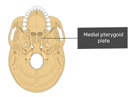 <p>what skull muscle is this?</p>