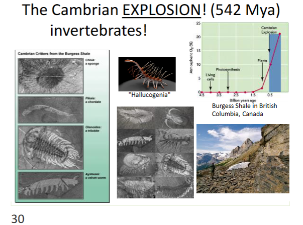 <p>invertebrates</p><p>came after plants</p><p></p>