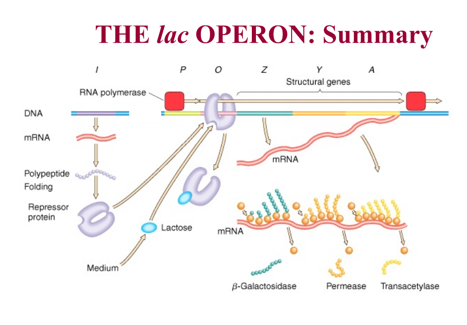 <p>Controlled by both positive and negative regulation.</p><p></p><p>Lac operon of E. coli controls metabolism of lactose (a disaccharide made of glucose and galactose units)</p><p></p><ul><li><p>takes a bit more energy as galactose needs to be changed to a metabolizable sugar</p></li></ul><p></p><p>Negative regulation:</p><ul><li><p>lac repressor (product of lacI gene)</p></li><li><p>Inducers are low MW beta galactosidase (allo-lactose)</p></li></ul><p></p><p>Positive regulation:</p><ul><li><p>by CAP protein (catabolite activator proteins)</p></li><li><p>inducer is cAMP (which responds to glucose - sense how much glucose)</p></li></ul><div data-type="horizontalRule"><hr></div><p>Lac operon has 3 genes that are all under control of one promoter</p><ul><li><p>the three genes are all associated with the metabolism of lactose, so you want to turn them on/off together.</p></li><li><p>always turn on/off together</p></li><li><p>only see operons in prokaryotic systems</p></li></ul><p></p><p>The three genes:</p><ul><li><p>LacZ: encodes for beta galactosidase (hydrolyzes lactose to glucose and galactose)</p></li><li><p>Lac Y: encodes lactose permease (transports lactose into the cell)</p></li><li><p>LacA: encodes galactoside transacetylase (biological role is unknown)</p></li></ul><div data-type="horizontalRule"><hr></div><p>Negative regulation of Lac operon:</p><p></p><p>LacI: encodes Lac repressor</p><ul><li><p>repressor protein made from the LacI gene which is found elsewhere in chromosome</p></li><li><p>made all the time </p></li><li><p>in absence of lactose, repressor is active, binds to operator, and blocks unwinding of DNA </p></li><li><p>when lactose is present, it is converted to allo-lactose and binds to allosteric site on Lac repressor - changes its conformation and it can no longer bind to Lac operator site - RNA polymerase is now able to transcribe the genes</p></li></ul><div data-type="horizontalRule"><hr></div><p>Positive regulation of Lac operon</p><ul><li><p>glucose is preferentially metabolized over lactose</p><ul><li><p>lac operon will not be expressed when glucose is present</p></li></ul></li><li><p>Mediated by levels of cAMP and positive regulator CAP</p></li></ul><p></p>
