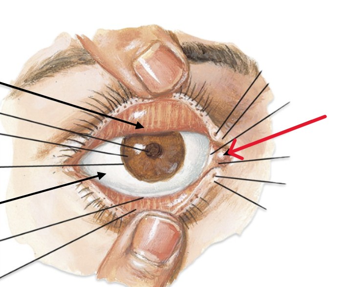 <p>Which part of the eye is:</p><ul><li><p>Small reddish nodule</p></li><li><p>Inner corner of eye</p></li></ul><p></p>