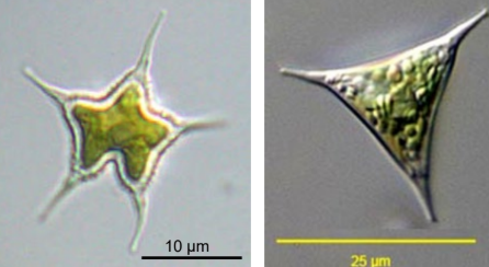 <p>frw benthic </p>