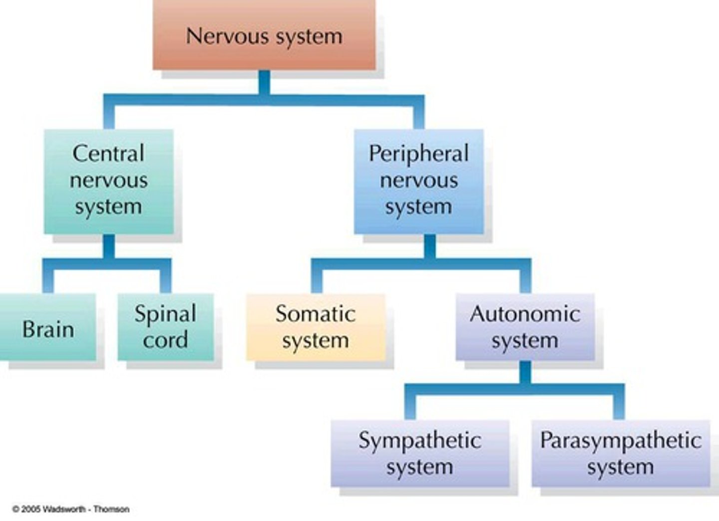 <p>- consists of nerve fibres that carry information to and from the central nervous system (CNS).</p><p>• These are nerves, and groups of nerve cell bodies= ganglia= lie outside the brain and spinal cord.</p><p>• nerve fibres are arranged into nerves that arise from the brain and the spinal cord.</p><p>- divided into 2 parts:</p><p>1= Afferent (Sensory) division- Carries info to CNS from receptors</p><p>2= Efferent (Motor) division- Carries info away from CNS to effectors</p>