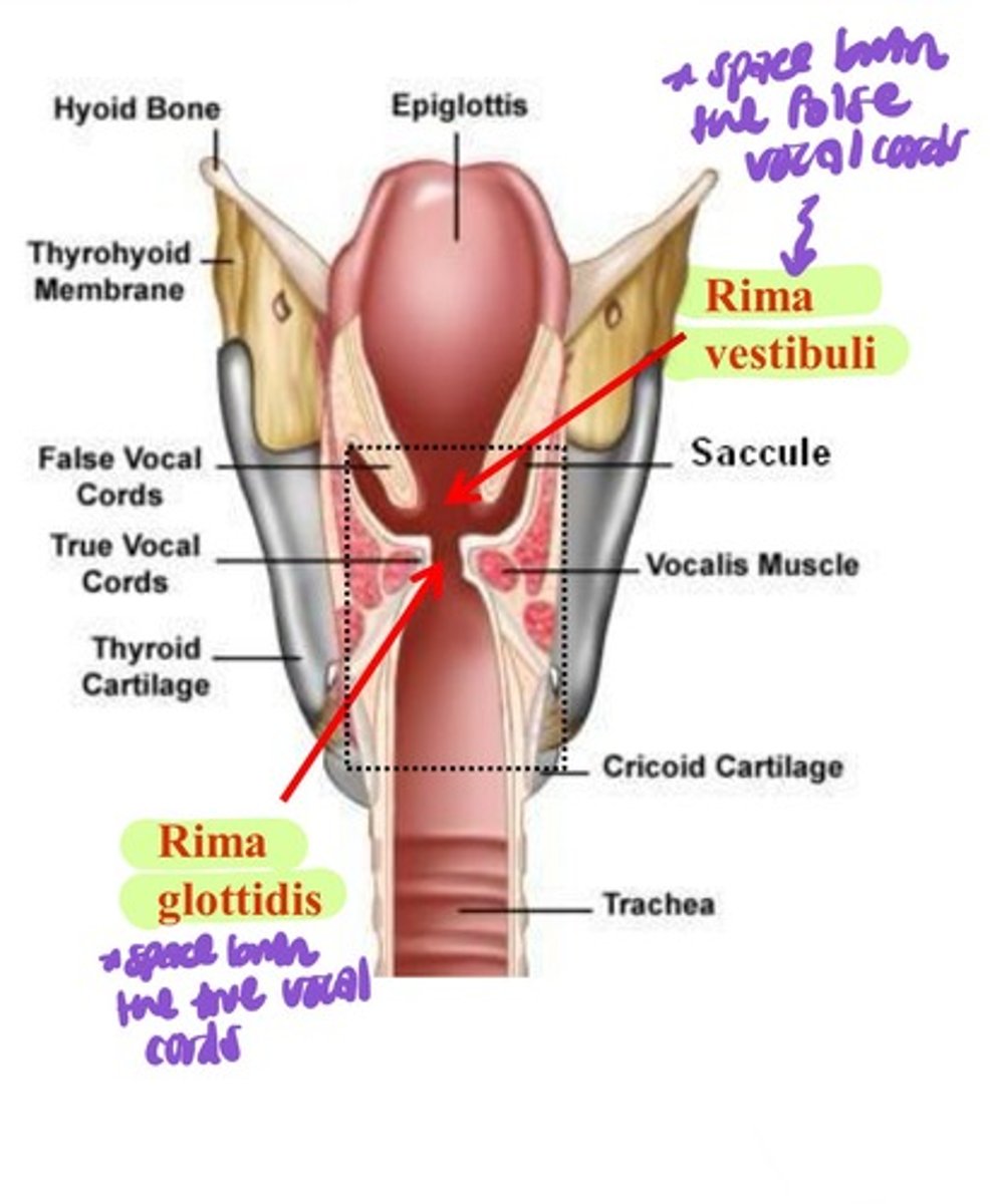 <p>space between the false vocal folds</p>