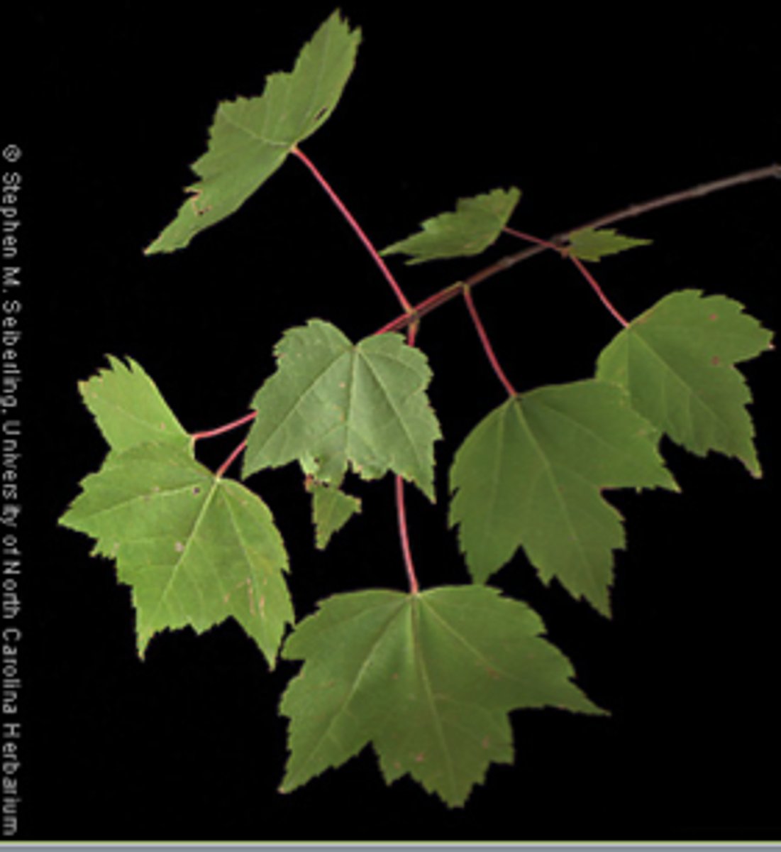 <p>A tree with opposite, simple leaves with 3 lobes and serrated edges; reddish petioles and buds; found at HMF, Jamesburg, campus.</p>