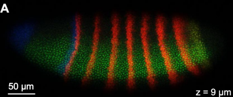 <p>RNA Fluorescence <em>in-situ</em> hybridization (FISH)</p>