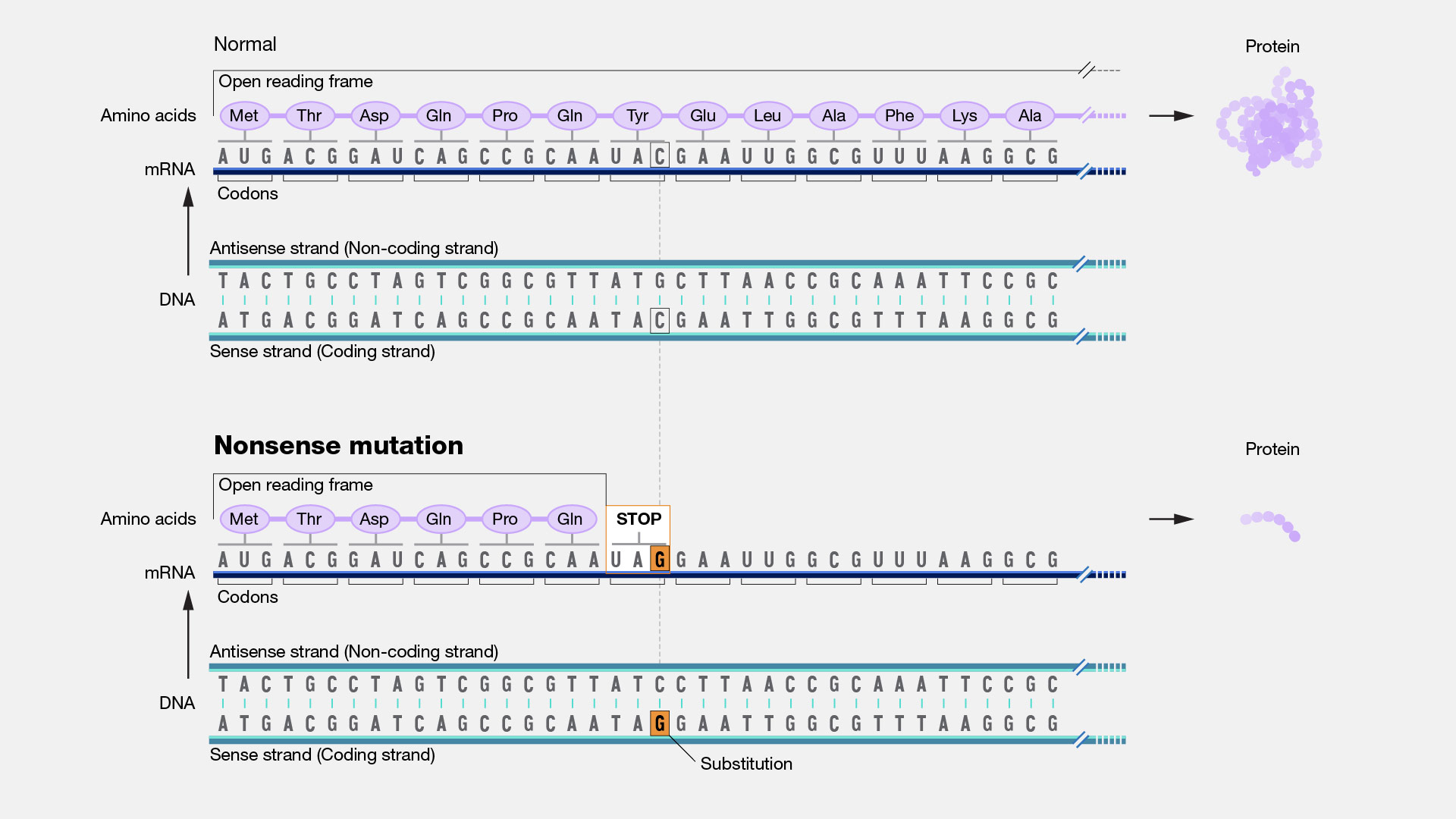 <ul><li><p>substitution of wrong nucleotides into the DNA sequence → converts a codon that normally codes for an amino acid into a stop codon</p><ul><li><p>stop codons: UAA, UAG, UGA</p></li></ul></li><li><p>leads to nonfunctional protein (causes the ribosome to halt translation before the full protein is synthesized, resulting in a truncated protein)</p></li></ul><p></p>