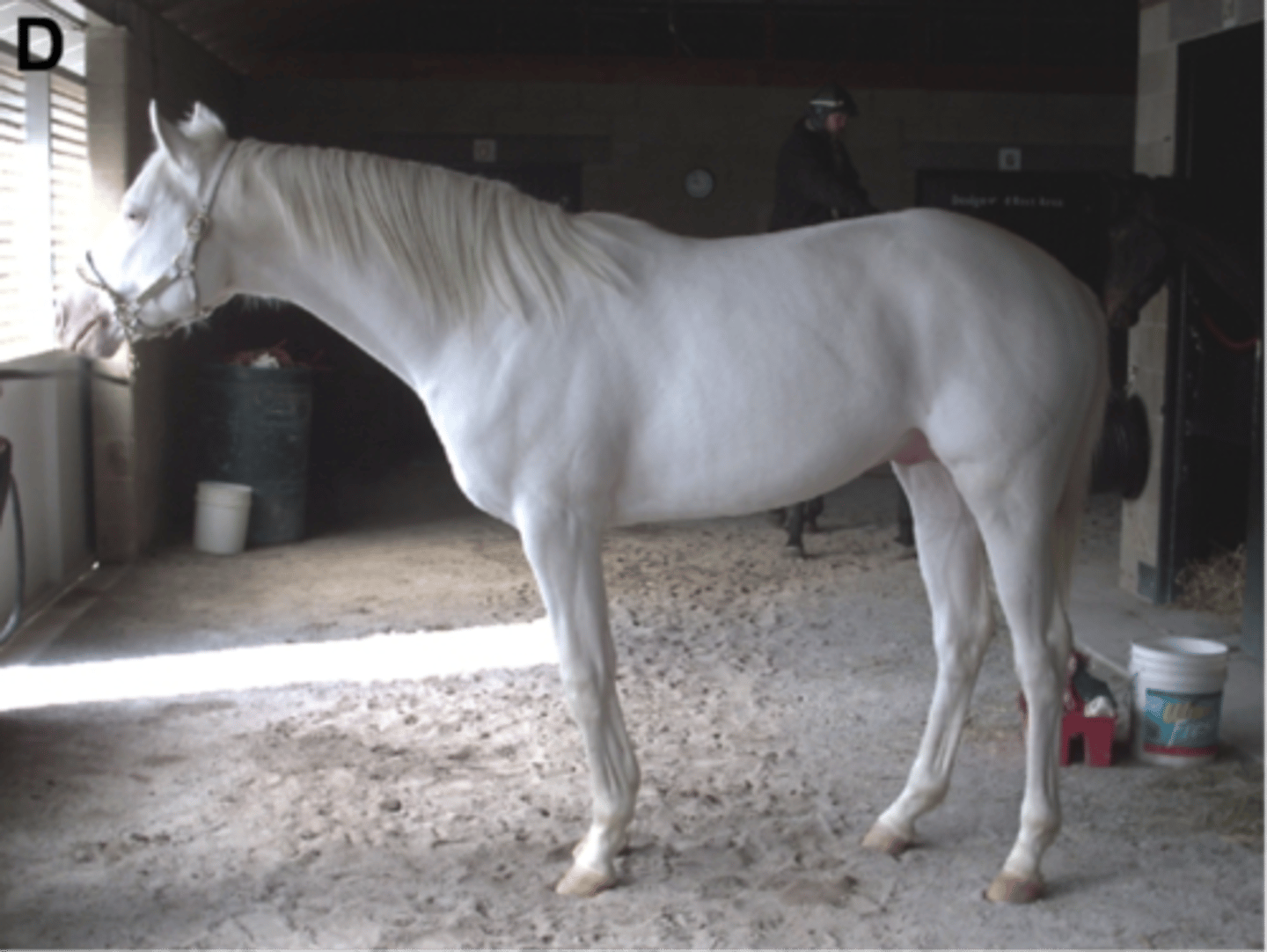 <p>- True white, without pigment, though not albino</p><p>- Does not turn grey with age</p><p>- It's color is associated with a lethal gene, so not true breeding because of homozygosity for the white gene is lethal in utero</p>