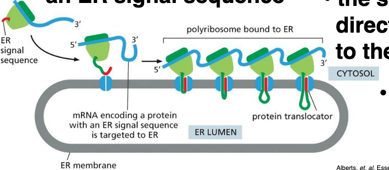 <p>The signal sequence directs the ribosome to the ER membrane</p>