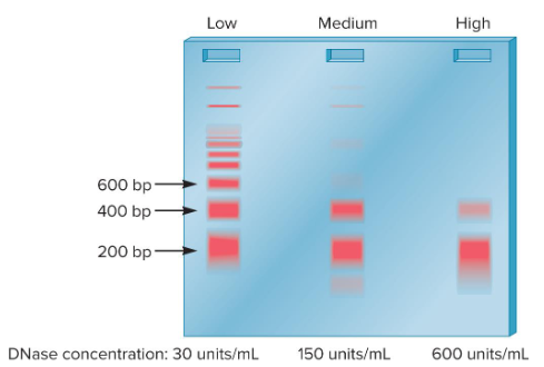 <p>How did Noll perform an experiment to test Kornberg’s nucleosome structure model? What was his rationale for doing it this way? </p>
