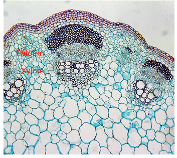 <p>On the outside of the vascular bundle; Transports non-water; On the bottem of leafs</p>