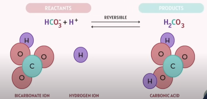 <p>Note: The arrows in the middle pointed both ways.</p><p>If we add more reactants, it will push the reactants towards the product side and vice versa. </p>