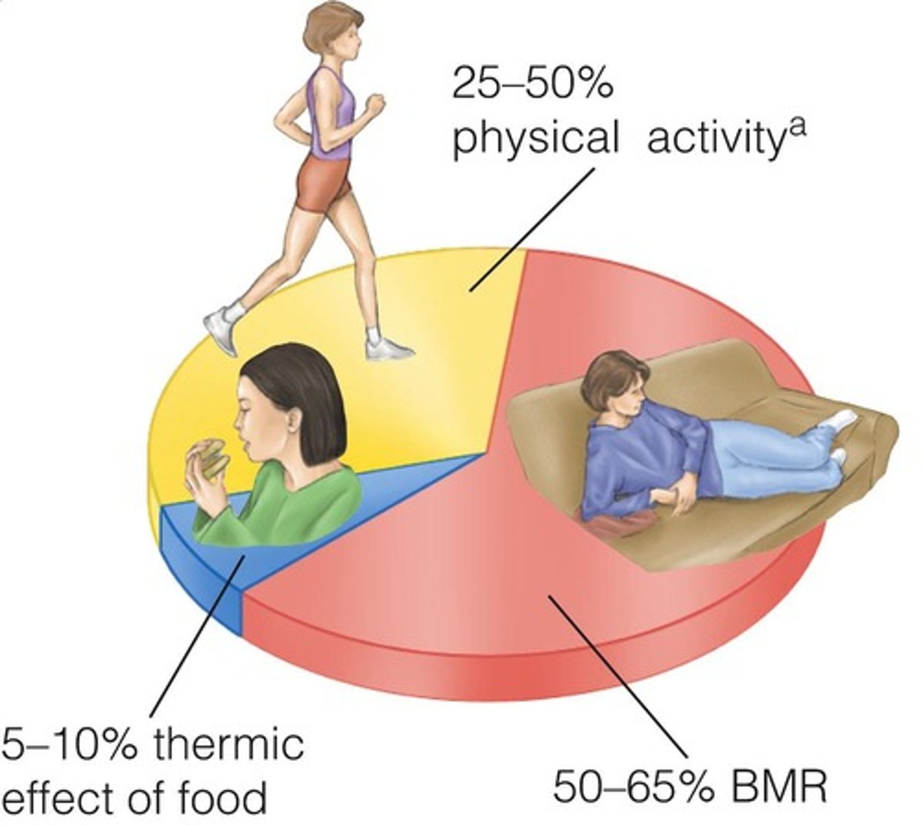 <p>Basal metabolism, thermic effect of food, and physical activity.</p>