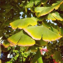 <p>Name the mode of nutrition of <span>Ginkgophyta</span></p>