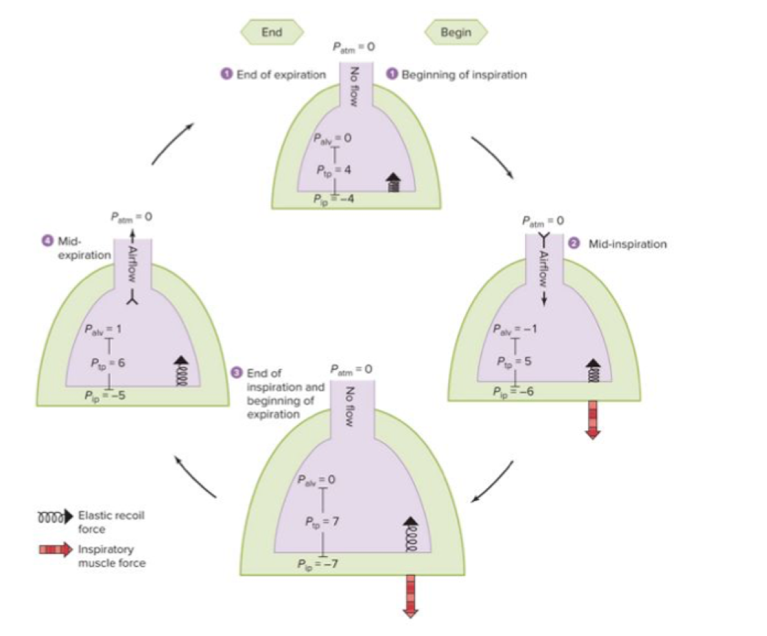 - We exhale, not because of pumping, but because an increase in pressure pushes air out 

- Summary: The intrapleural space decreases in pressure, and along with contraction of the diaphragm causes a "negative pressure" that pulls air in. Then, that difference in pressure between intrapleural space and alveoli decreases and the intrapleural space pressure becomes slightly more positive; when this happens in combination with the diaphragm relaxing, air flows out of the lungs  

- How does the diaphragm work?
--> As diaphragm is pulled, the lungs fills up 
--> Diaphragm creates negative pressure 
-----> Increasing volume of the area drops pressure
--> Lungs are going to try to expand and fill up the air 

1. Beginning of inspiration: pressure in pleural space is lower, so that later the lung expands as air flows in
- Patm = 0
- Palv = 0
- Pip (intrapleural fluid) = -4
- Still have negative pressure 
- Lowest pressure is in the intrapleural cavity, which causes some pulling down and inspiration 

2. Mid-inspiration (not pumping air in; flows by pressure): pleural space pressure is even lower, so lung continues to expand
- Patm = 0
- Palv = -1
- Pip = -6
- Elastic recoil force spring is constantly loaded; negative pressure fights against it 
- Inspiratory muscles expand the space, making more negative pressure 
--> Results in air flowing in 
--> The walls of your lungs will try to fight against this ^
- The more negative pressure you make, you make resistance force 
- Diaphragm is pulling down and causing pressure to come down even more and the pressure within the intrapleural cavity to decrease even more
- This muscle force, in addition to the pressure change from breathing in, causes the alveolar pressure to decrease slightly 

3. End of inspiration/beginning expiration
- Patm = 0
- Palv = 0
- Pip = -7
- Lung capacity stops
- No flow afterward because that pressure difference is now moved into the intrapleural space
- Diaphragm has contracted all the way and the maximum amount of air has entered the lungs (as indicated by the large differences in pressure) 
- Although recoil force is starting, the force of the diaphragm pulling down has prevented air from escaping yet 

4. Mid-expiration
- Patm = 0
- Palv = 1
- Pip = -5 (less negative)
- Alveolar > atmosphere, so air flows out
--> A positive air pressure compared to the outside with push air out 
- As you exhale, your lungs become smaller again 
- The force from the diaphragm has stopped as it has relaxed
- The difference in pressures between the intrapleural space and alveoli has decreased, so air flows out 

- Issues in the system
--> Breakdown of alveolar walls and overexpansion of alveoli (damaged and enlarged alveoli in emphysema)
-----> Surfactant isn't the issue
-----> Volume is greater
-----> Loss of surface area and density of capillaries 
-----> Larger alveoli causes the blood vessels not be able to fully cover the alveoli (i.e. loss of coverage of vessels) 
--------> Breathe in more
--------> Difficulty breathing
--------> Lower efficiency of O2 uptake 

--> Pneumothorax
-----> Alveoli burst and lung collapse 
--------> Via excess pressure or infection
--------> Or breach of thoracic wall (puncture injury)
-----> Intrapleural pressure equals/exceed air pressure within alveoli 
-----> Successful reinflating of the lung requires removal of the air filling the intrapleural space via a tube inserted through the chest wall 