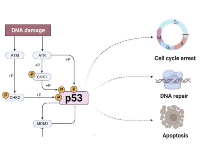 <p>DNA damage is ‘sensed’ by kinases ATM and ATR</p><ul><li><p>These directly phosphorylate p53 to increase p53 cellular levels</p></li><li><p><span style="background-color: inherit; line-height: 22px; color: windowtext;"><span>P53 phosphorylation stops mdm2 from being able to degrade p53</span></span><span style="line-height: 22px; color: windowtext;"><span>&nbsp;</span></span></p></li><li><p>p53 can then act as a transcriptional regulator to control expression of genes involved in:</p></li></ul><p>i. Cell cycle arrest</p><p>ii. DNA repair</p><p>iii. Apoptosis</p><p>Depending on the extent of DNA damage, p53 will decide whether repair is feasible or if the cell should die</p><p></p>