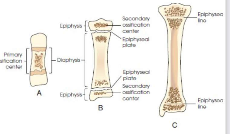 <p>intramembranous ossification </p>