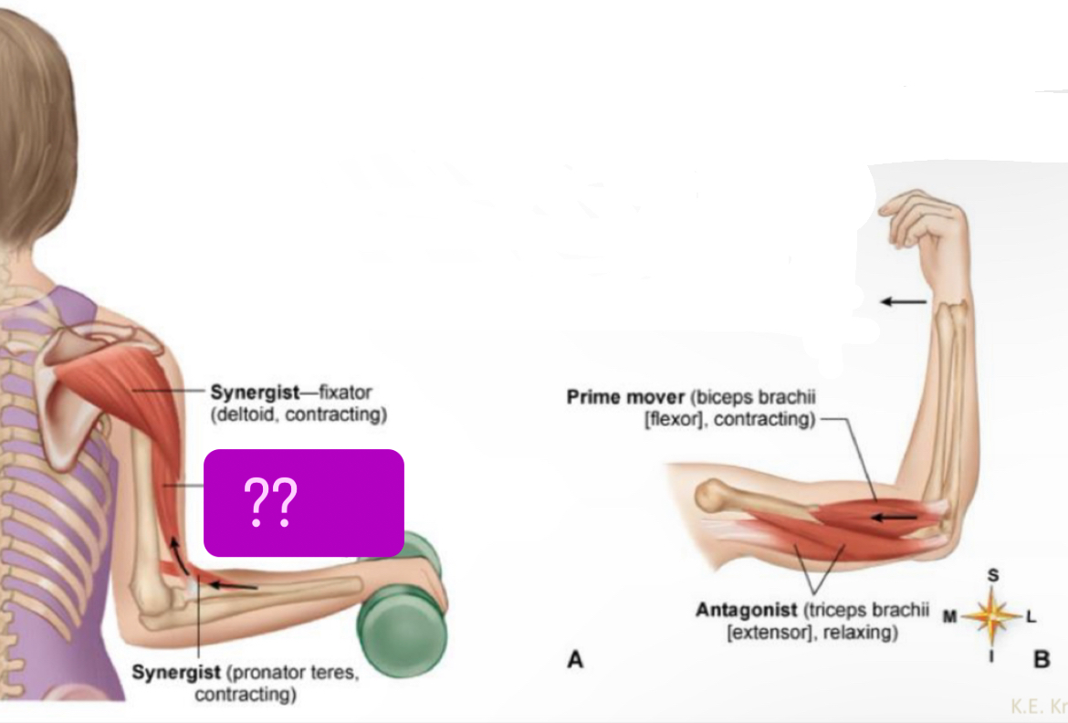 <p>what muscle?</p>