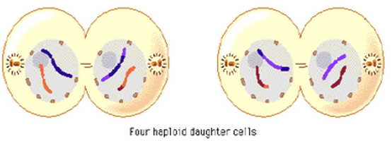 <p>telophase II and cytokinesis</p>