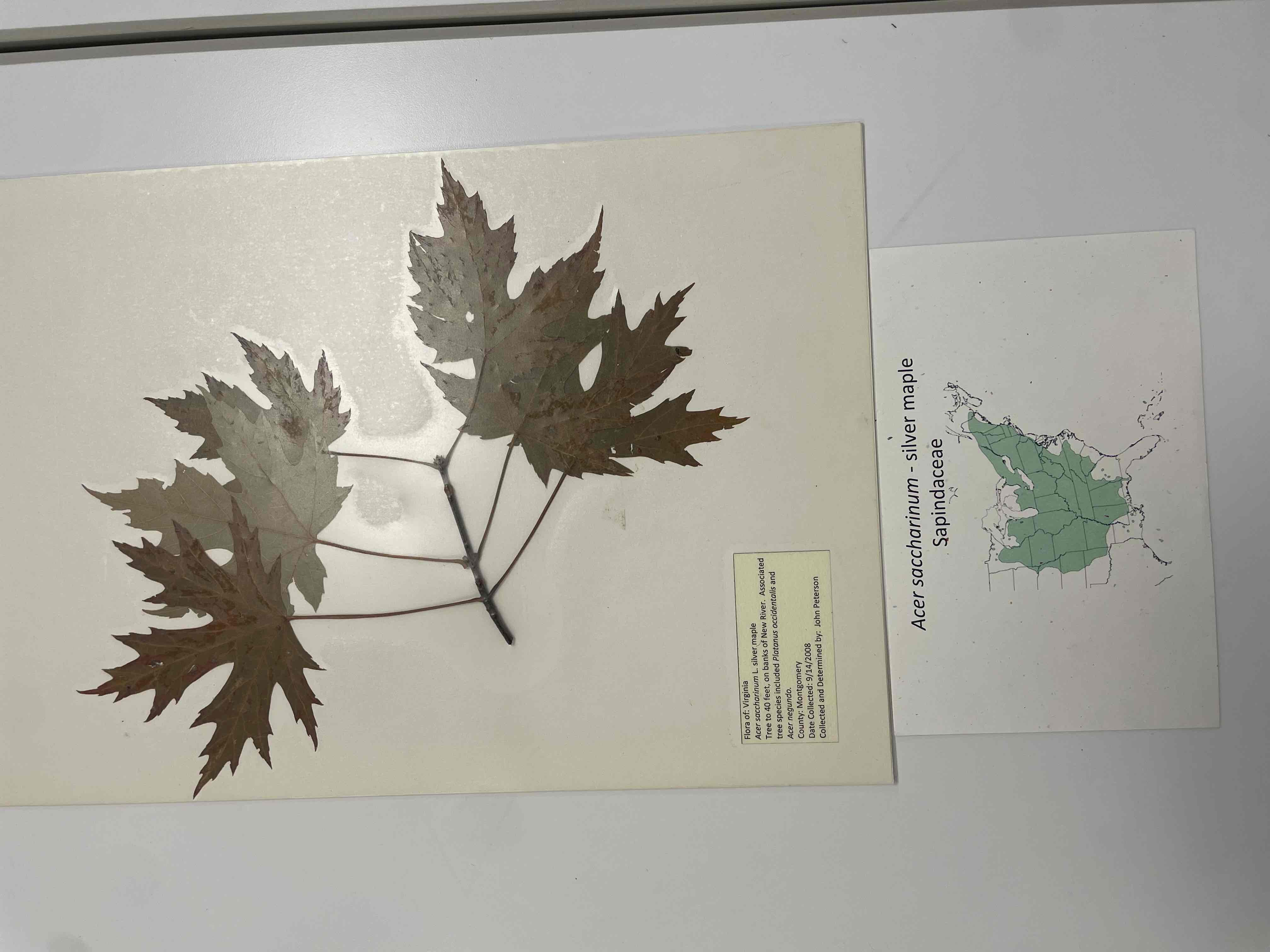 <p>silver maple</p>