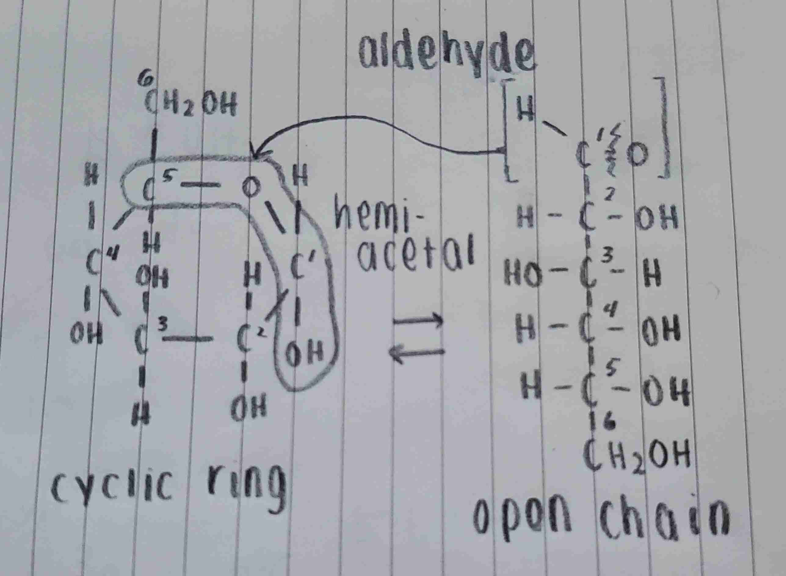 <p>equilibrium exists between two types of glucose. what are these two types?</p>