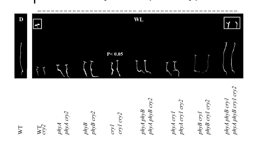 <p><span><span>Colour pic </span><strong><span>Figure 3.</span></strong><span>&nbsp;De-etiolation in&nbsp;</span><em><span>Arabidopsis</span></em><span>&nbsp;seedlings. Genotypes shown are: wild type (A), and mutants in phyA (B), phyB (C), phyBDE (D), phyABE (E) and phyABDE (F).&nbsp;</span></span></p>