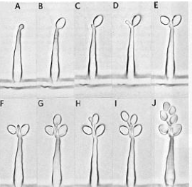 <p>proliferación&nbsp;</p>