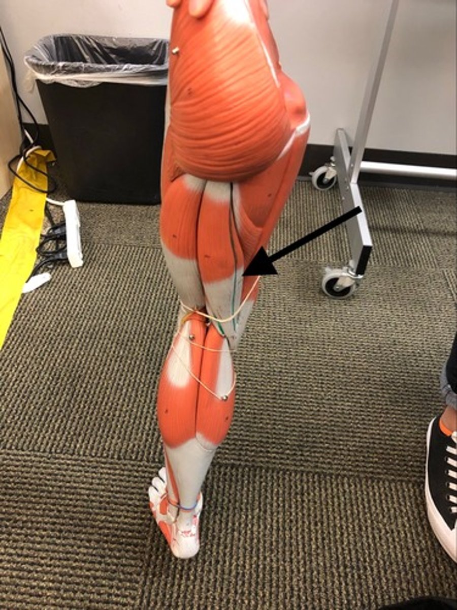 <p>origin: ischium<br>insertion: tibia, medial condyle<br>action: flexion at knee and extension at hip</p>