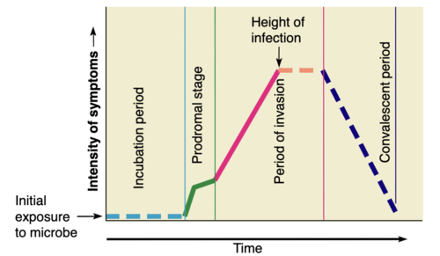 <p>Incubation period, Prodromal stage, Period of invasion, Convalescent period</p>