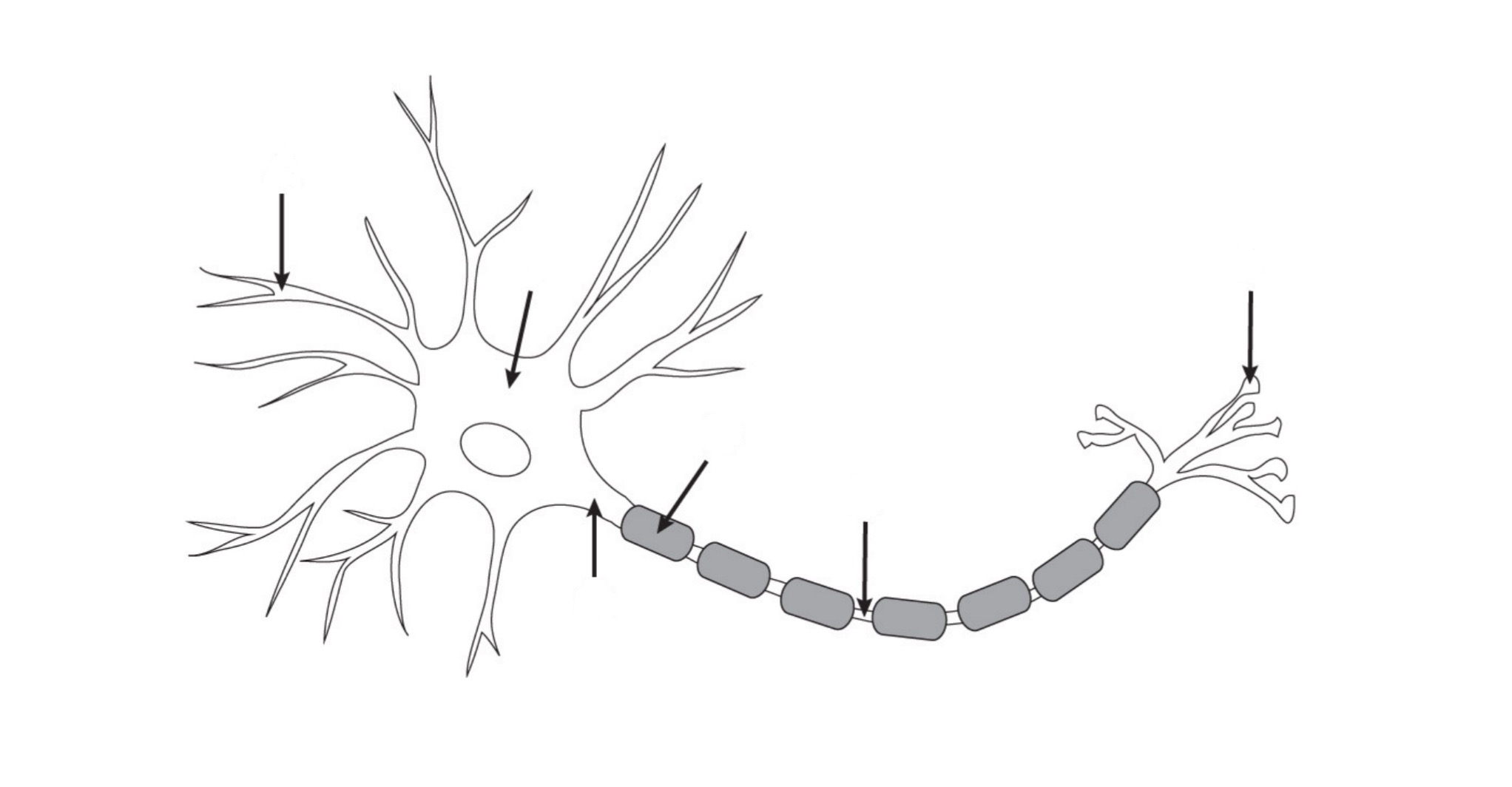 <p>what are the parts of a neuron and function of each?</p>